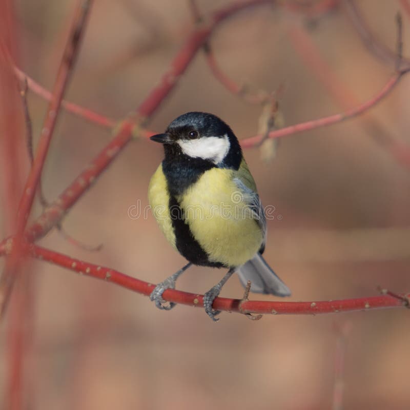 The titmouse sits on a branch