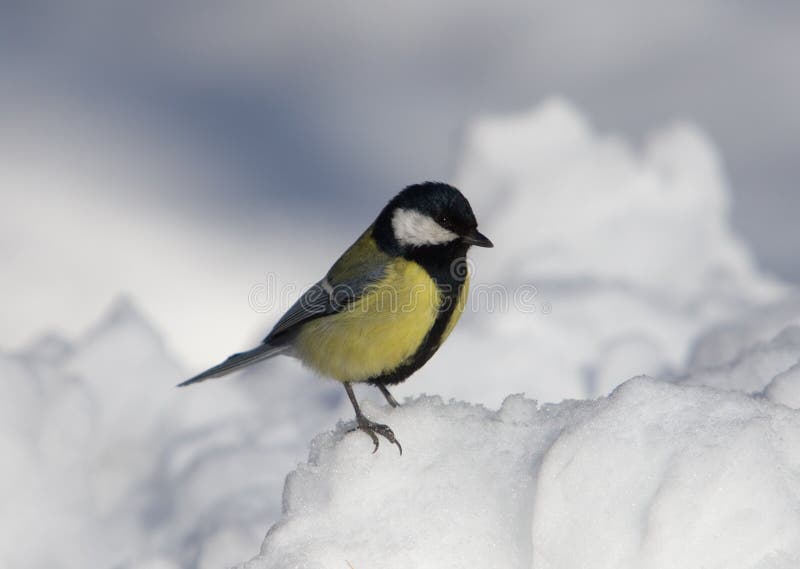 Titmouse on snow