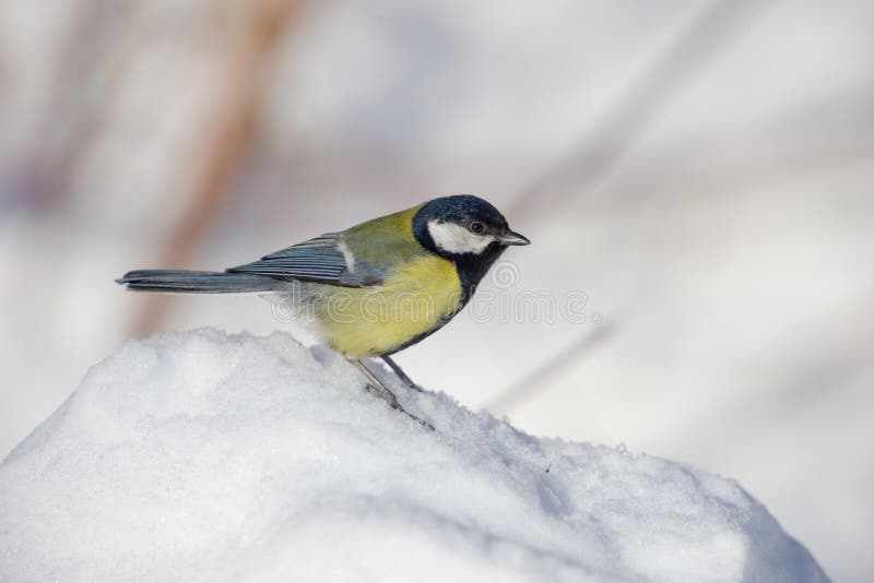 Titmouse on snow close up