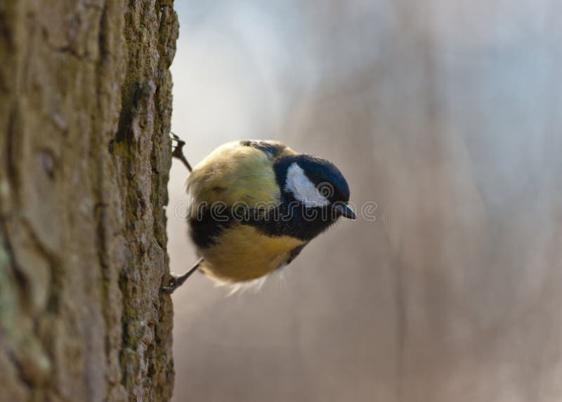 Titmouse on a tree trunk