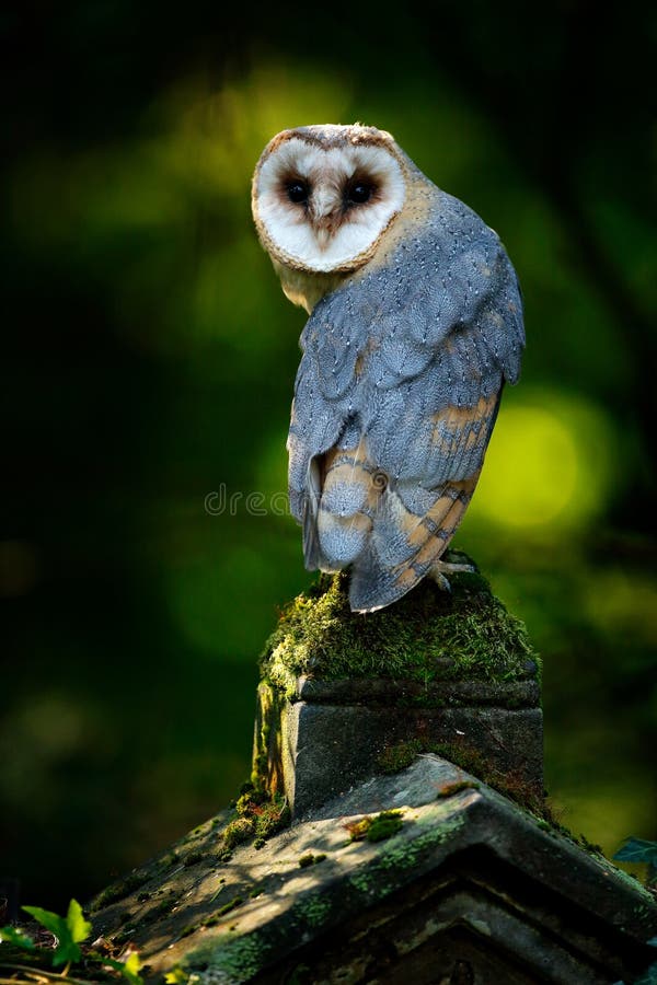 Tito alba, sitting on stone fence in forest cemetery. Wildlife scene form nature. Animal behaviour in forest. Bird in the forest.