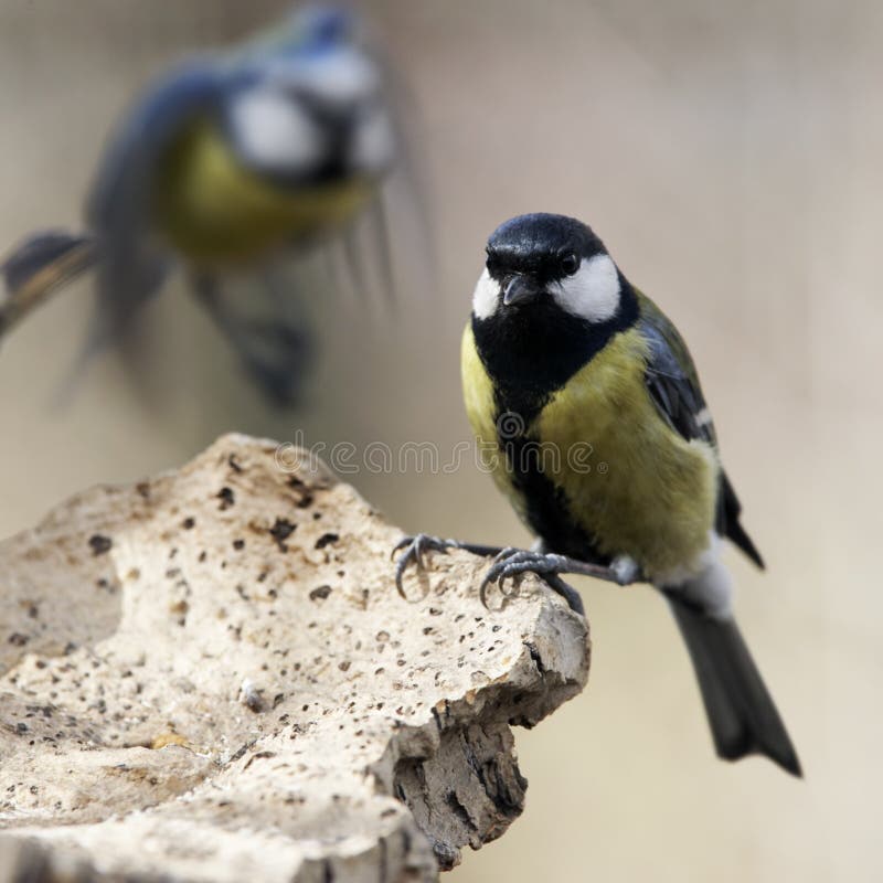 Tits - great and blue