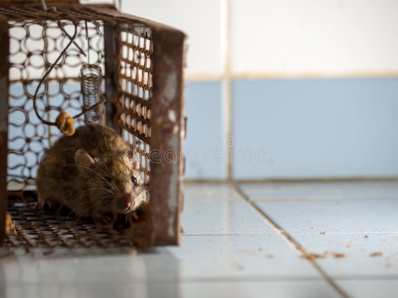 Tjalla var i fånga för bur tjalla har smitta sjukdomen till människor liksom Leptospirosis, epidemi Hem och boningsho royaltyfri foto Tjalla var i fånga för bur tjalla har smitta sjukdomen till människor liksom Leptospirosis, epidemi Hem och boningsho royaltyfri foto