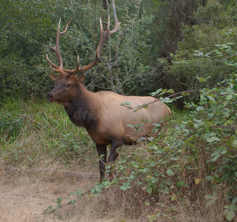TjurRoosevelt Elk slut upp arkivbild TjurRoosevelt Elk slut upp arkivbild
