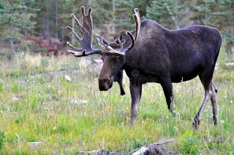 Tjurälg med enorma horn på kronhjort i Wyoming royaltyfri foto