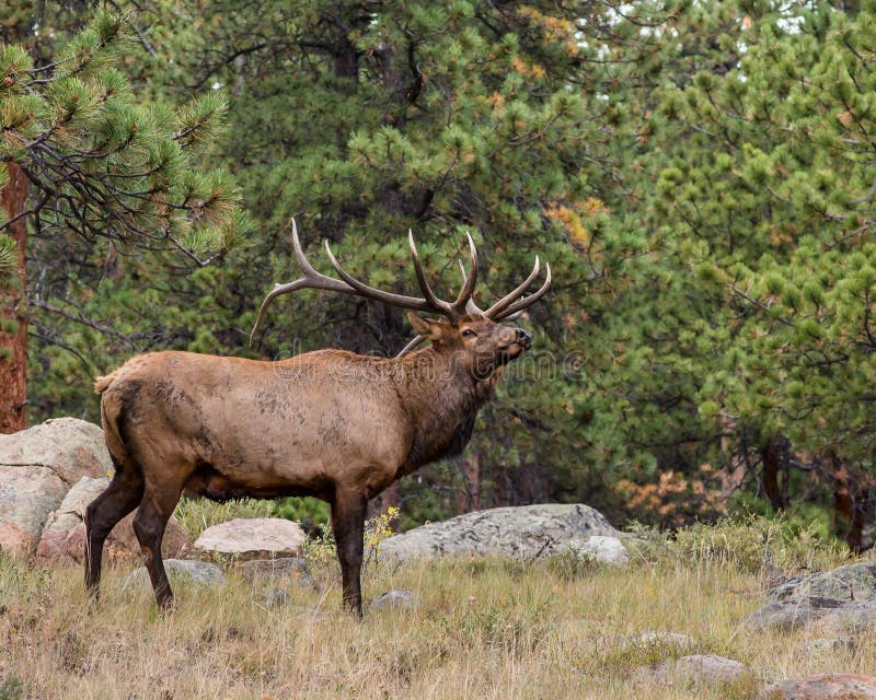 Tjurälg, Rocky Mountain National Park, Co royaltyfria foton Tjurälg, Rocky Mountain National Park, Co royaltyfria foton