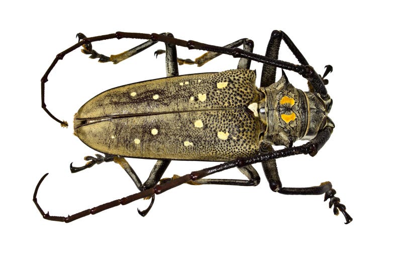 Tkacz ściga (Lamia textor) fotografia stock Tkacz ściga (Lamia textor) fotografia stock