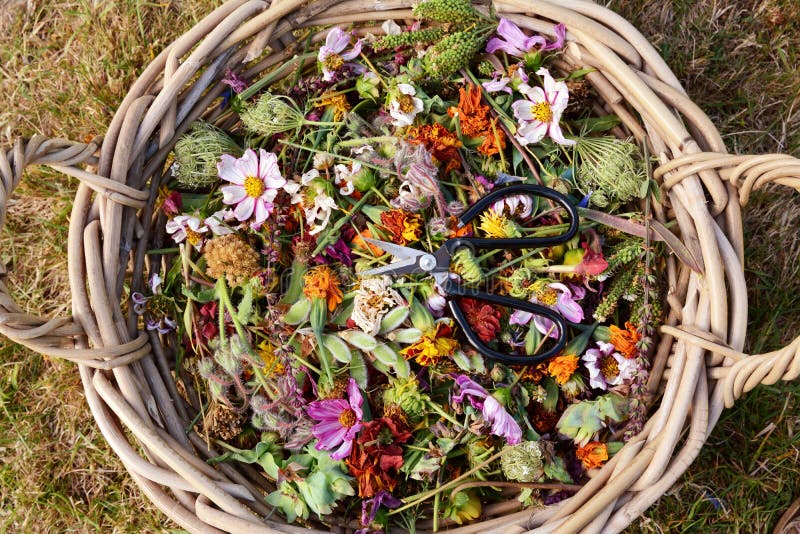 Woven basket full of deadheaded flowers and seedcases with gardener`s scissors, from above. Woven basket full of deadheaded flowers and seedcases with gardener`s scissors, from above