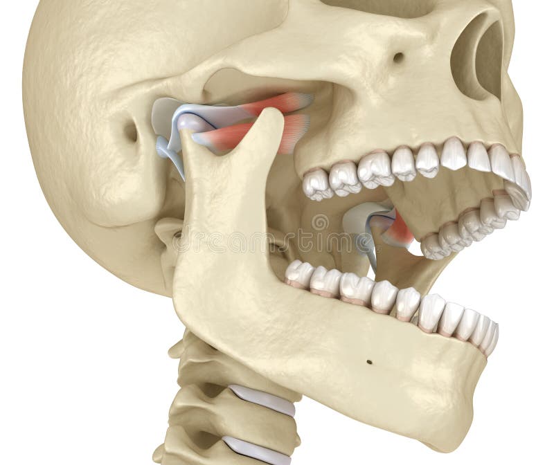 TMJ: The temporomandibular joints. Healthy occlusion anatomy. Medically accurate 3D illustration of human teeth and dentures