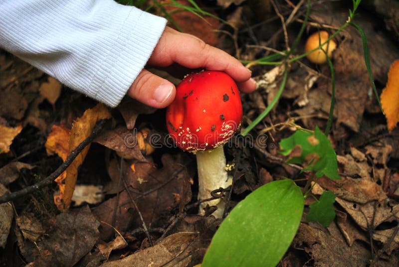 To collect poisonous mushrooms