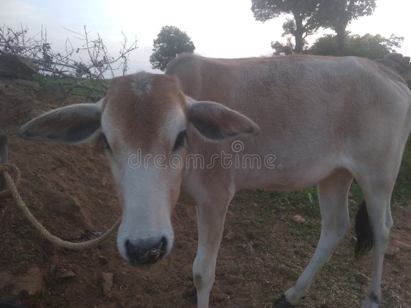 To jest cow& x27; s lis India obraz stock To jest cow& x27; s lis India obraz stock