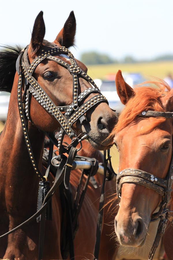 Two horses wait a horse race. Two horses wait a horse race