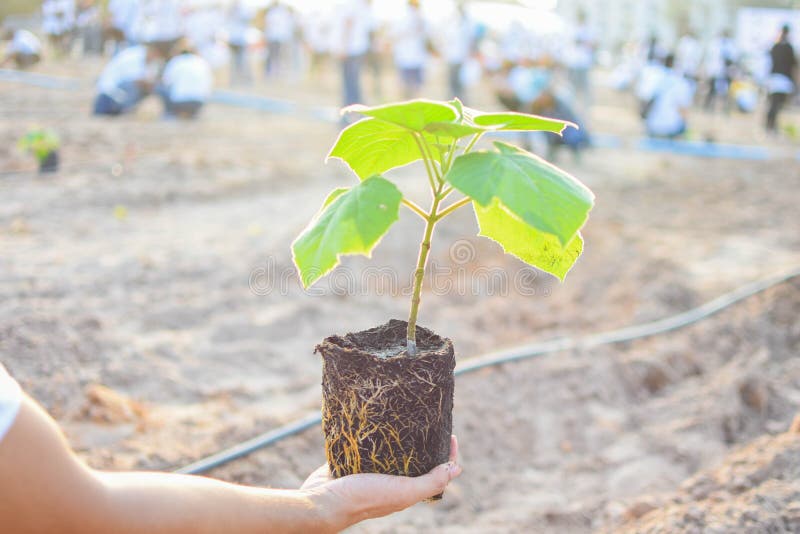 To Start Planting Trees of People Stock Photo - Image of nature, leaf