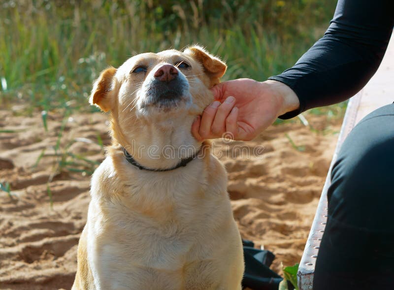 To Stroke the Dog, Caress the Dog Stock Photo Image of love, head
