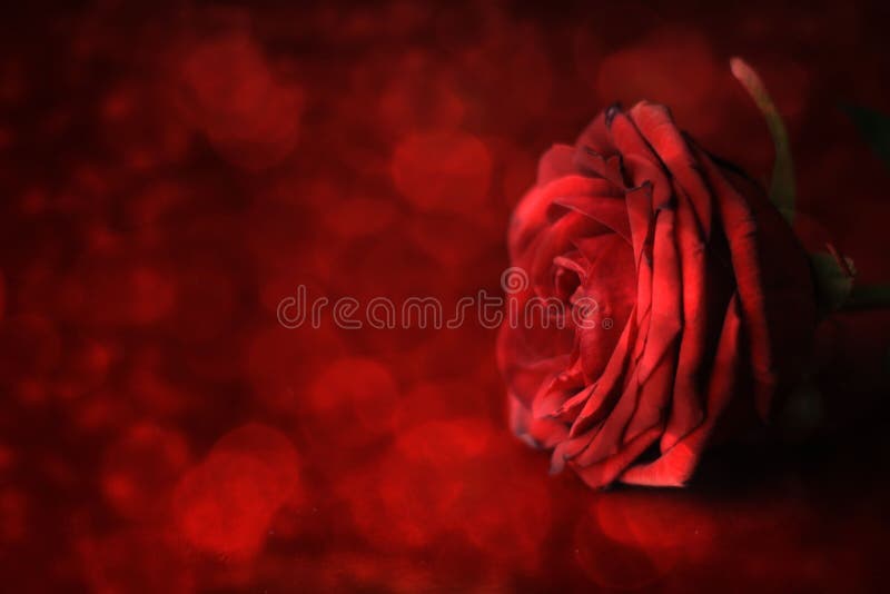 to walentynki dni Rewolucjonistki róża na defocused tle zdjęcie royalty free to walentynki dni Rewolucjonistki róża na defocused tle zdjęcie royalty free