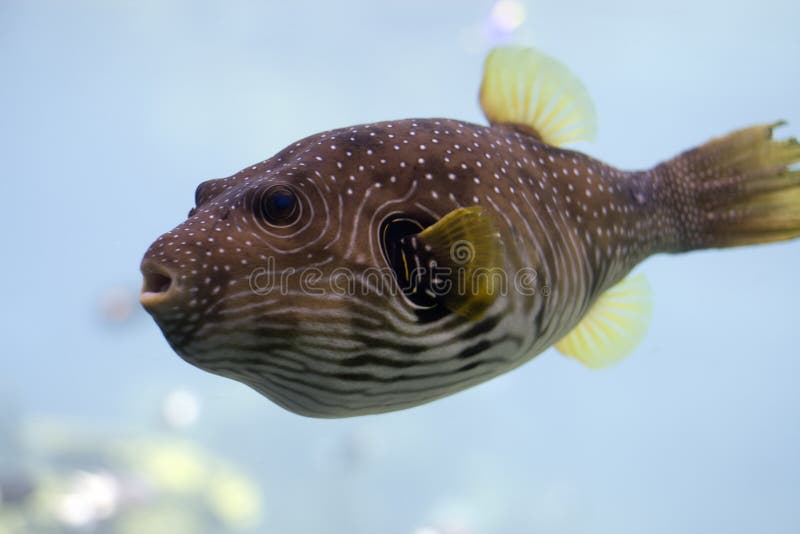 221 Toadfish Stock Photos Free & RoyaltyFree Stock Photos from