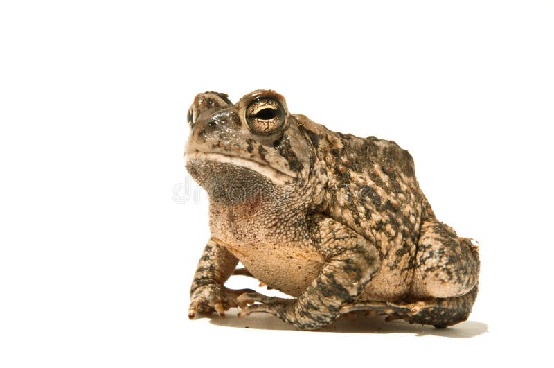 Toad