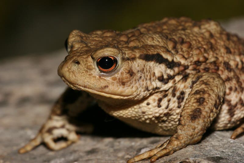 Foto di un Rospo Comune, Bufo Bufo.