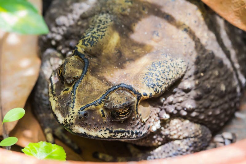 Toad (Bufo Melanostictus)