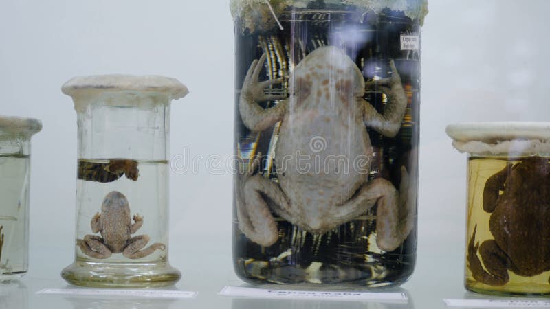 Toad Preserved in Formaldehyde in Glass Jar with Back Lighting. Preserved  Specimens of Frogs Stock Image - Image of animal, dead: 103784047