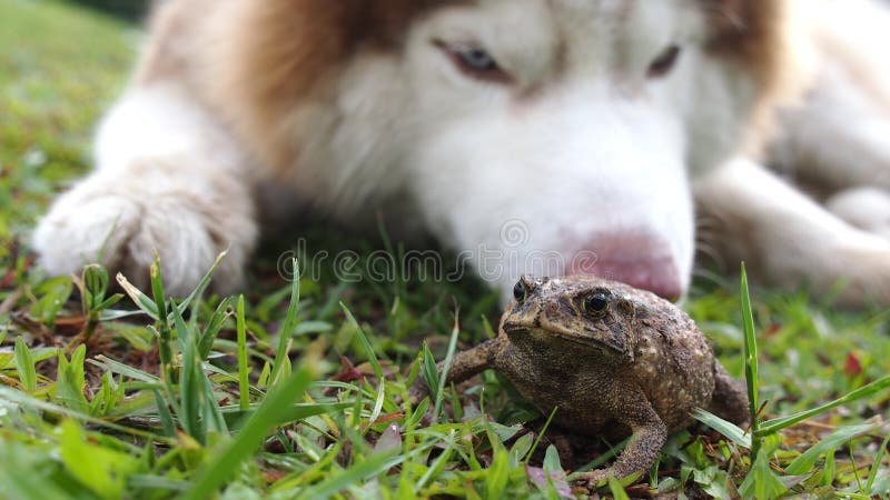 Toad Swell on The Lawn