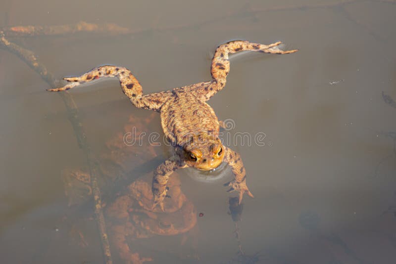 Swimming toad stock image. Image of view, nature, macro 42727655