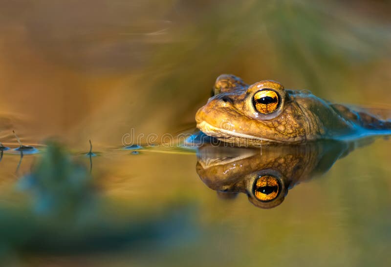 Cane Toad In Water stock photo. Image of frog, night 73536640
