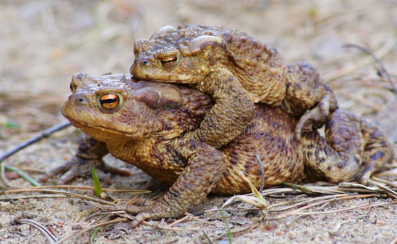 Toads together love