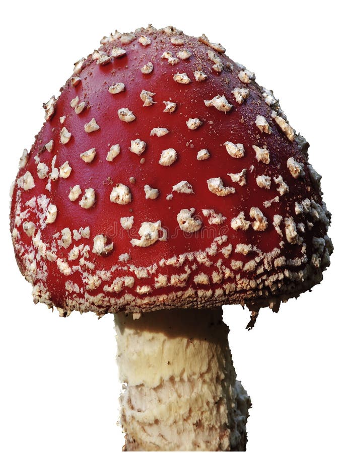 Toadstool