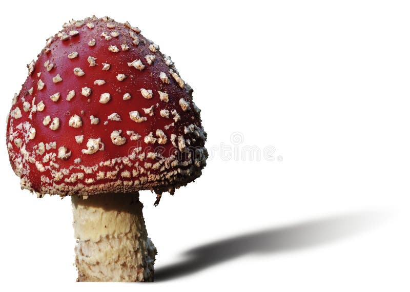 Toadstool