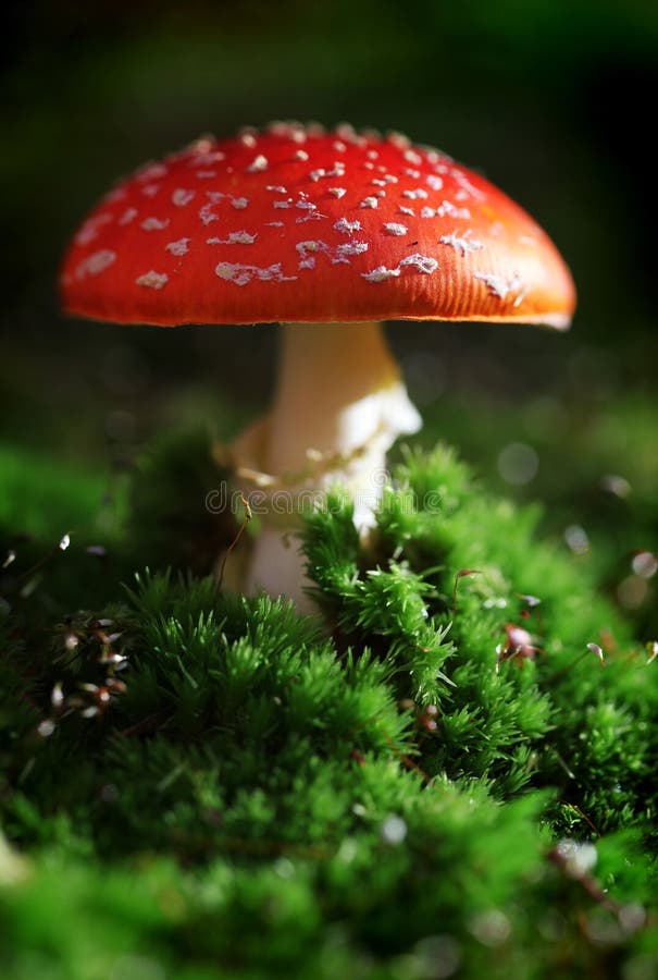 Toadstool