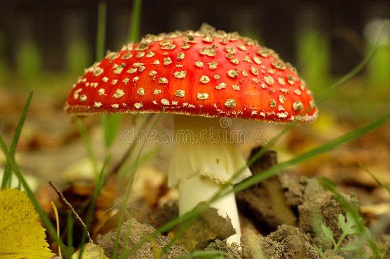 Toadstool