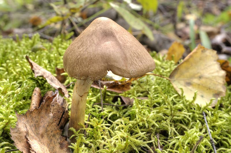 Toadstool in forest stock photo. Image of pratal, stalk 77181264