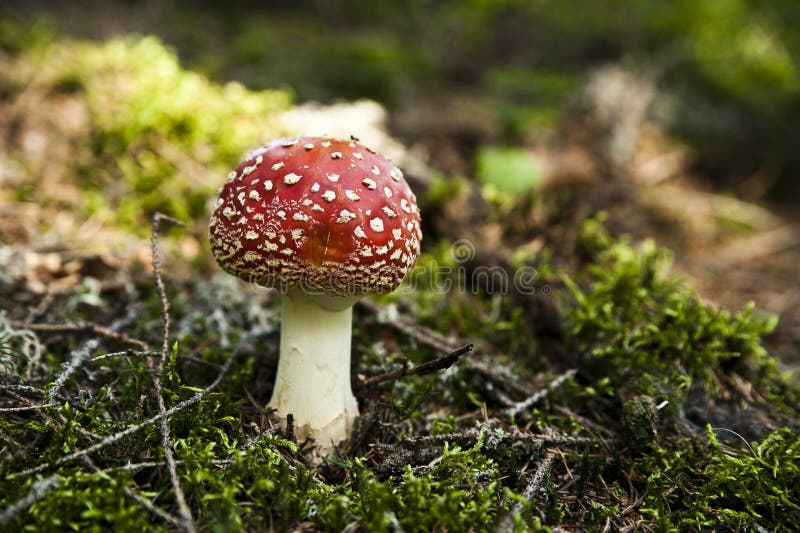 Toadstool in a grass stock image. Image of close, toadstool 43865943