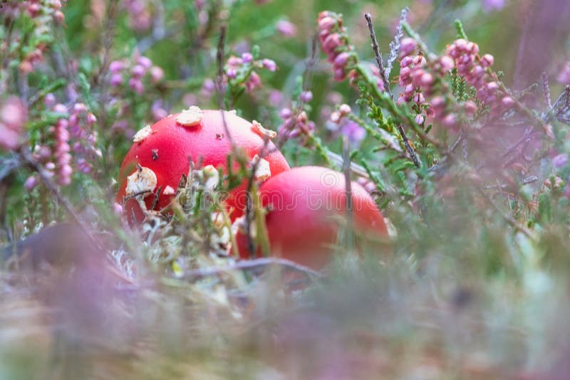Toadstool in a Heather Field in the Forest. Poisonous Mushroom. Red Cap