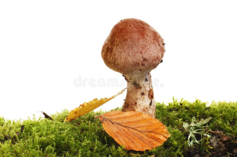 Toadstool in moss