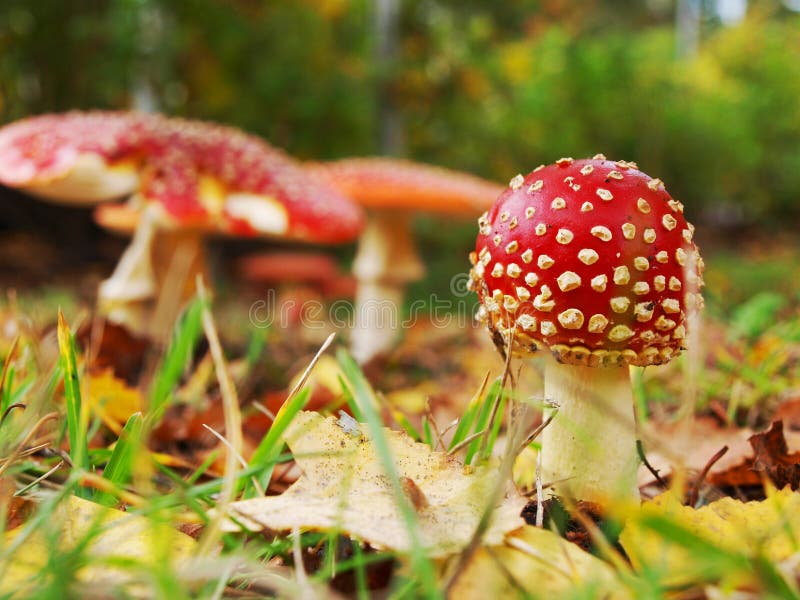 Toadstool mushroom