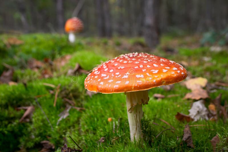 Toadstool mushroom in forest royalty free stock photos
