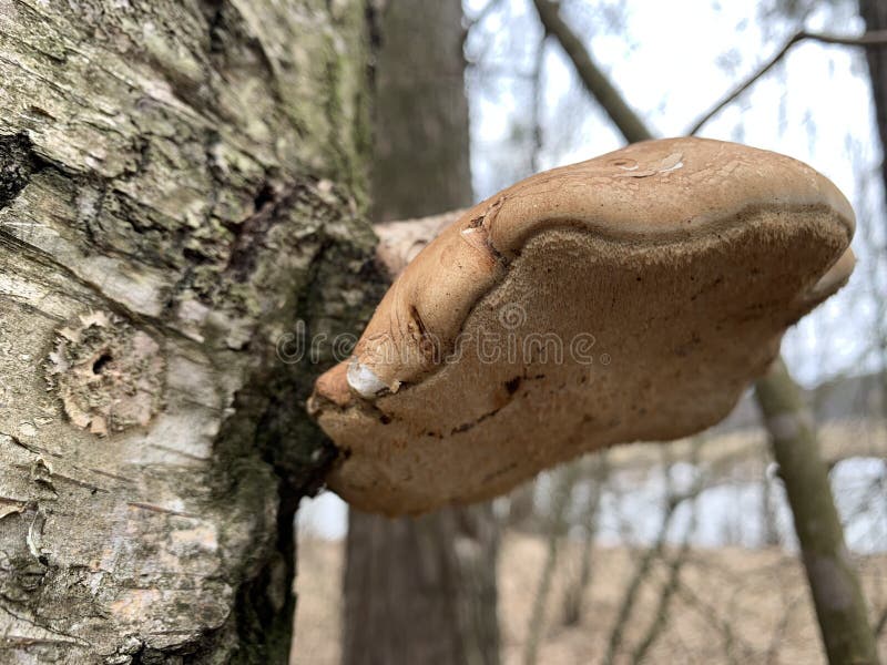 Toadstool Mushrooms on an Old Tree in the Autumn Forest. a Fungus Grows