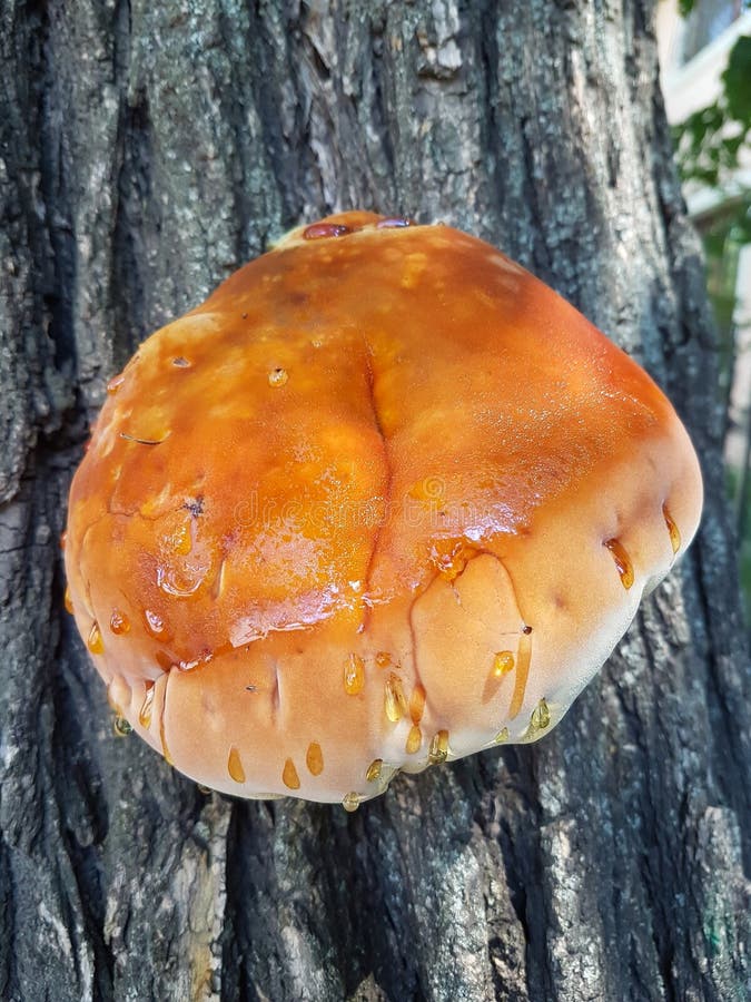 Toadstool Mushrooms in the Wild Forest Stock Image Image of organic