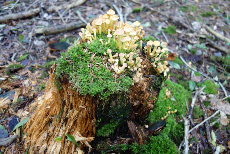 Toadstools Growing on a Tree Stump Stock Image Image of forest
