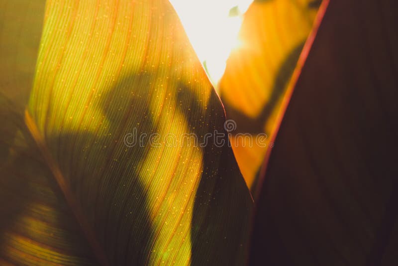 Toamna frunze la apus. frunziș abstract, soarele cald strălucește prin frunze stock images