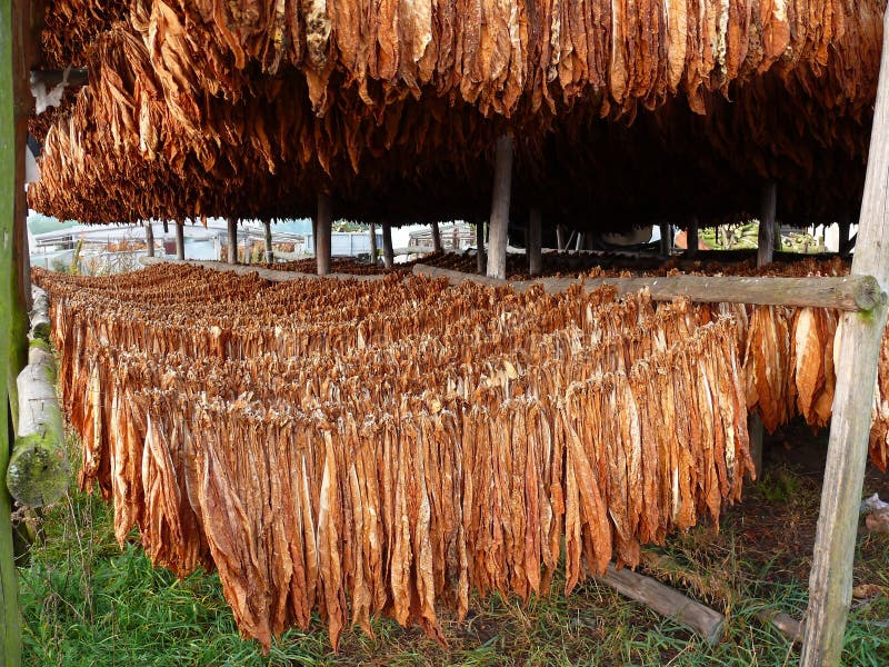 El secado tabaco textura tabaco plantación flores a hojas tabaco cosecha.