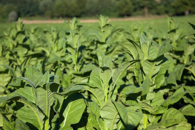 Dry tobacco stock image. Image of cigarette, tobacco 18662829