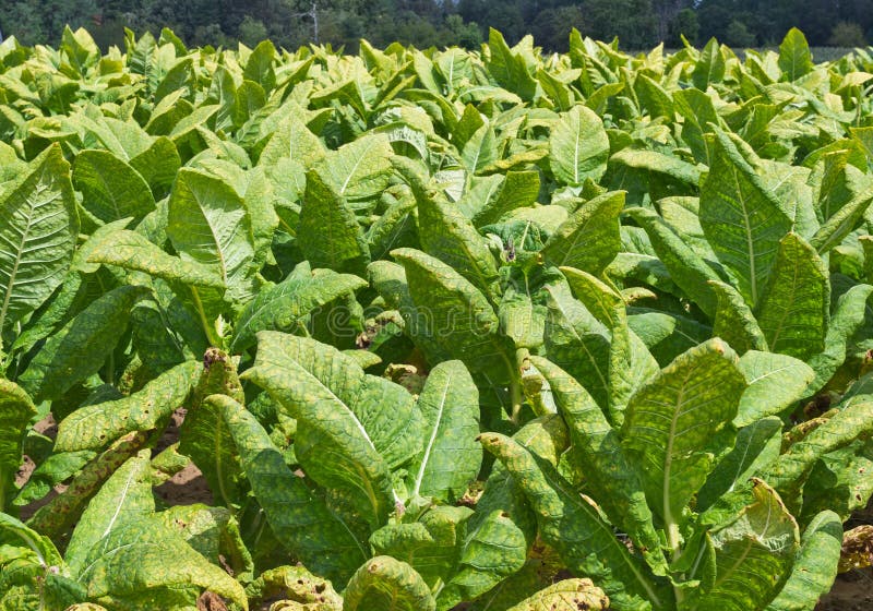 Maryland Tobacco Farm stock image. Image of field, barn 3305197