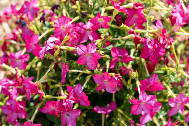 Tobacco Flower - Nicotiana Hybrid