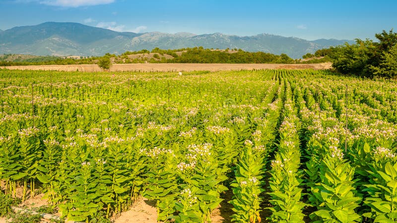 Tobacco garden plant royalty free stock photo