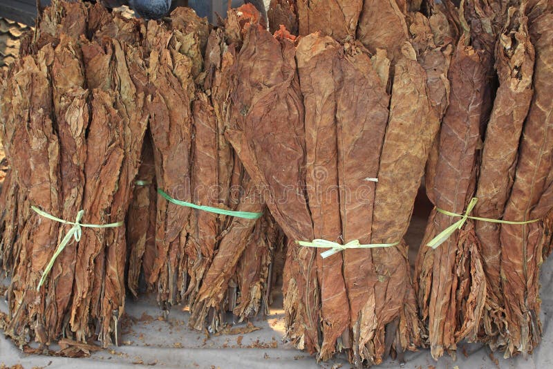 Tobacco leaf stock image. Image of concepts, carcinogenic 12381857