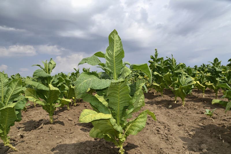 Tobacco Plant Stock Photo Image 35122190