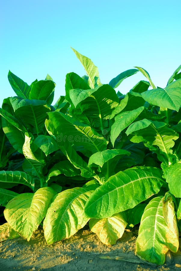 El gran hojas de tabaco plantas en en el verano.